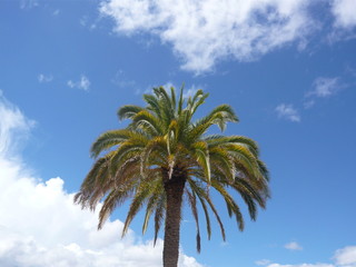 Palm tree against cloudy blue sky