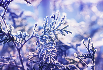 beautiful branches of a fir in a Christmas garden covered in brilliant transparent crystals of snow