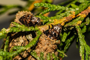 Evergreen Bagworms (Thyridopteryx ephemeraeformis)