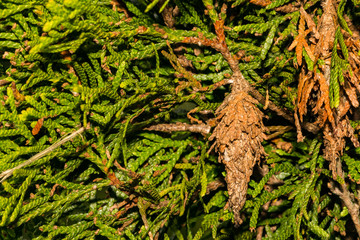 Evergreen Bagworms (Thyridopteryx ephemeraeformis)