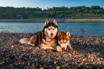 Two Siberian huskies by the summer river