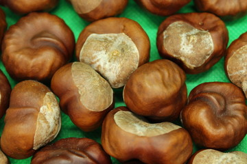 conkers big seeds