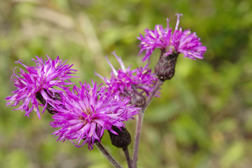 Cluster of Vibrant Purple Wildflowers in With Spiky Petals in Bloom Against a Soft Green Natural Background