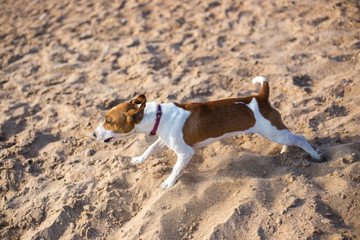 white with brown spots dog runs on sand