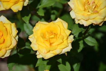 yellow rose