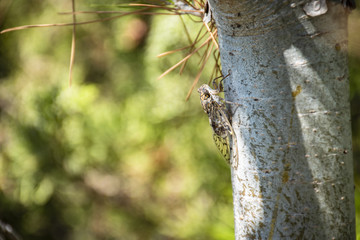 CIGARRA CANTANDO EN UN ÁRBOL