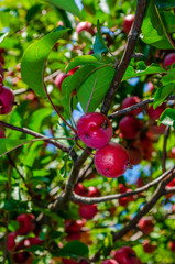 Obraz premium Close-up of red crisp crab apples on a branch,