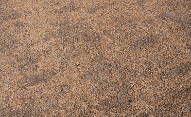 sand in the city park. texture. background