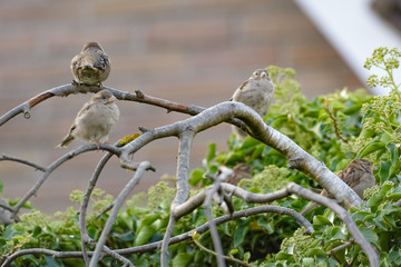 Ein Haussperling sitzt auf einem Ast