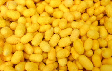 stock of silk worm nest