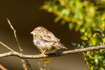 Ein Haussperling sitzt auf einem Ast