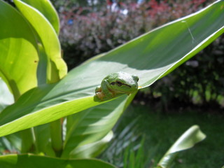 Green frog sitting on a green leaf