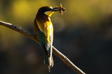 Bee-eater (merops apaister) with a prey in its bill