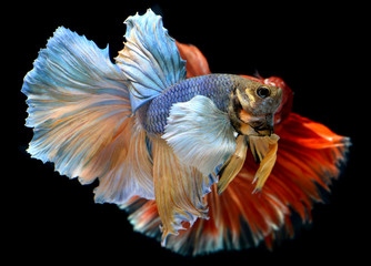 Betta fish in freedom action