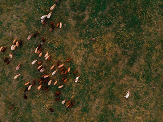 Herd of sheep grazing on field, top view, aerial drone