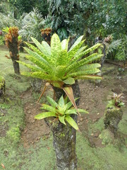 fleurs jardin de balata
