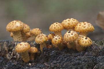 Pholiota aurivella mushroom