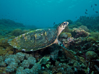Turtle on corals