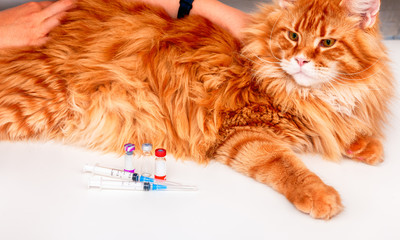 Maine coon cat at veterinarian for vaccination.