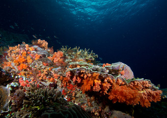 Hard corals and dark blue water