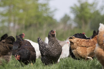 Chicken