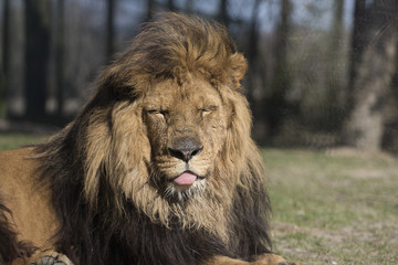 Lion male