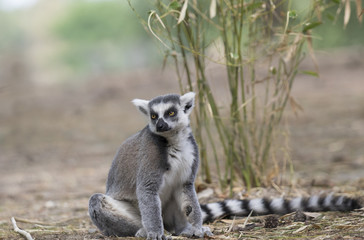 Lemur