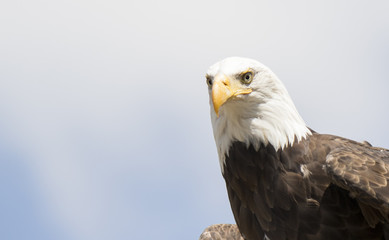 Fototapeta premium Eagle