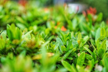 Green leaves full Frame pattern. 