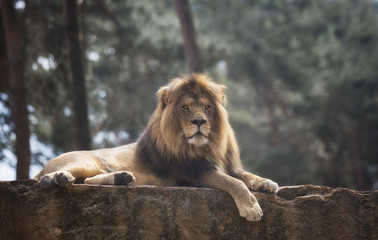 Lion male