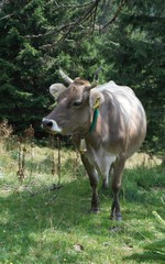 Mountain cow with a bell to the throat