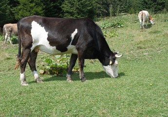 Cow grazing in freedom