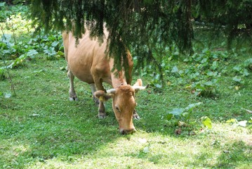 Cow grazing in freedom