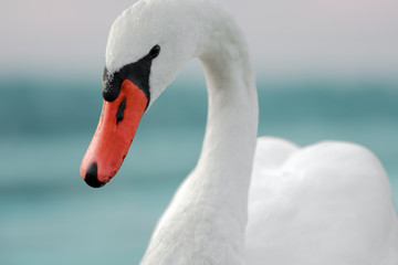 beautiful white swan bird