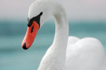 Door stickers Swan beautiful white swan bird