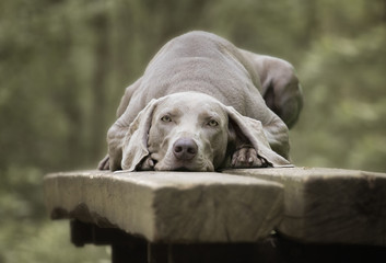 Weimaraner