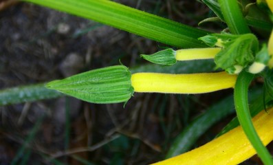 Obraz premium courgette jaune bio, dans le jardin