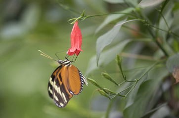 Butterfly close up macro