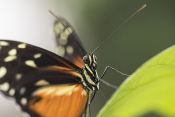 Butterfly close up macro