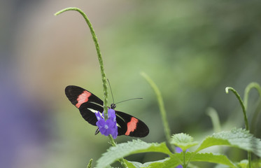 Butterfly close up macro