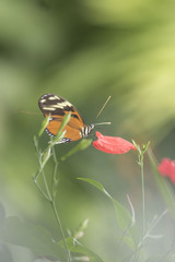 Butterfly close up macro