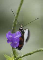 Butterfly close up macro