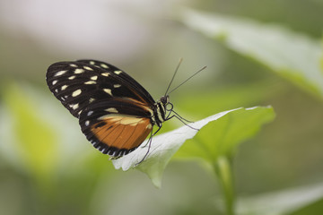 Obraz na płótnie Canvas Butterfly close up macro