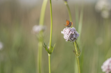Butterfly close up macro