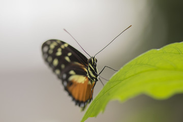 Butterfly close up macro