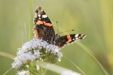 Butterfly close up macro