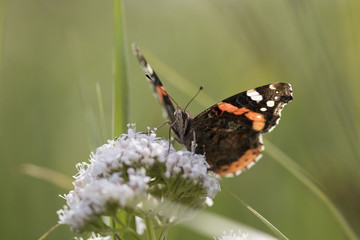 Butterfly close up macro