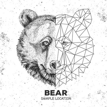 Hipster animal realistic and polygonal bear face. Triangle animal