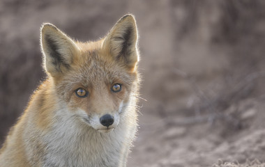 Fox