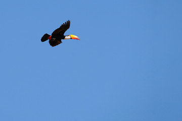 Flying Toco Toucan, Ramphastos Toco, also known as the Common Toucan, Giant Toucan, Pantanal, Mato Grosso do Sul, Brazil, South America